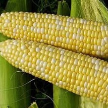 US Seller 60 Bicolor Corn Delectable Yellow White Zea Mays Vegetable Seeds Fast  - £11.13 GBP