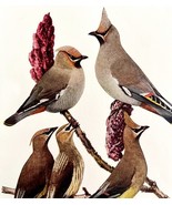 Cedar And Bohemian Waxwing 1936 Bird Art Lithograph Color Plate Print DW... - $34.99