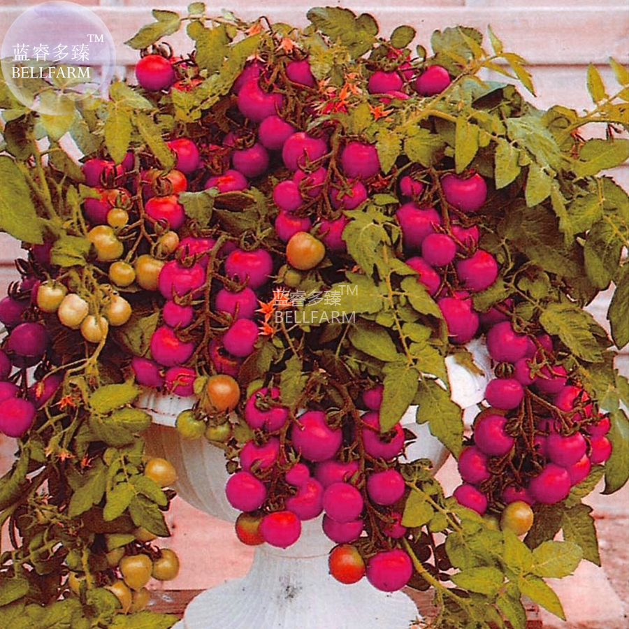 Tomato Family Seeds Over 20 Varities Of Fruit For Your Choose 200 Seeds ... - $6.96