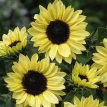 Sunflower Moonshine Pale Yellow Glowing Cut Flower Pollinators Non-Gmo 25 Seeds - $10.98