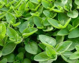 THJAR Marjoram Seeds - Organic, Heirloom, Open Pollinated, Non GMO - Gro... - $2.31