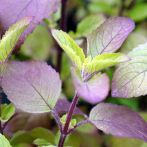 Red Leaf Thai Holy Basil Krishna Tulsi Kraphao Asian Gardening USA SHIPPING - £9.19 GBP