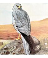 Montagus Harrier Art Print Color Plate Birds Of Prey Vintage Nature 1979... - $49.03 CAD