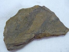 Petrified Yellow Wood Crystal Mineral Specimen #AA - $3.00