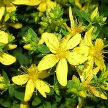 100 Seeds St. John&#39;S Wort Stachys Byzantina Lanata Herb Deer Resistant Gardening - £9.25 GBP