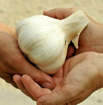 Elephant Garlic 85G Grown Organic Large Jumbo Size Clove Best Deal US Fa... - $24.24 MXN