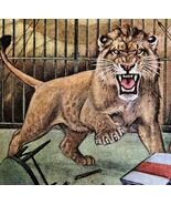 Male Lion Sub Adult 1954 Art Print Paul Bransom Marlin Perkins Zooparade... - $70.06 CAD