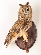 Stuffed European OWL Taxidermy Owl asio otus Bird Scarecrow wall mount #17 bird  - £256.77 GBP