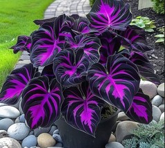 Special Offer: Purple Tip Calathea Couture Seeds for Indoor and Outdoor Beauty - $6.49