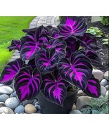 Special Offer: Purple Tip Calathea Couture Seeds for Indoor and Outdoor ... - $6.49