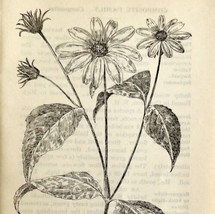 1905 Ten Petal Sunflower Wild Flower Print Pen &amp; Ink Lithograph Antique  - £14.10 GBP