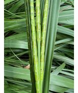 Eastern Gamagrass 10 Seeds Tripsacum dactyloides - $71.24 MXN