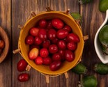 Organic Cornelian Cherry Seeds Heirloom Non Gmo 40 Seeds - £11.21 GBP