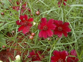 50 Mahogany Midget Coreopsis Tinctoria Red Dwarf Flower Seeds Fresh Seeds USA - £11.51 GBP