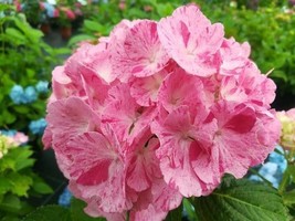 SWEET FANTASY*Hydrangea Starter Plant*Light Pink Blooms Splashed with Deep Pink  - $29.99