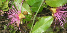 10 Pc Seeds Capparis Zeylanica Flower, Ceylon Caper Seeds for Planting | RK - $25.20