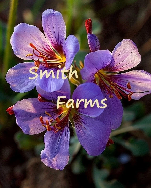 25+ Seeds Purple Saffron Crocus Flowers Plant (Crocus sativus) - $6.94