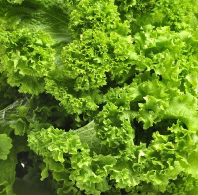 Mustard Southern Giant Mild Vegetable Salads Saute Fast Grow Non-Gmo 500 Seeds - $7.96