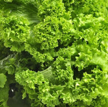 Mustard Southern Giant Mild Vegetable Salads Saute Fast Grow Non-Gmo 500 Seeds - $7.96