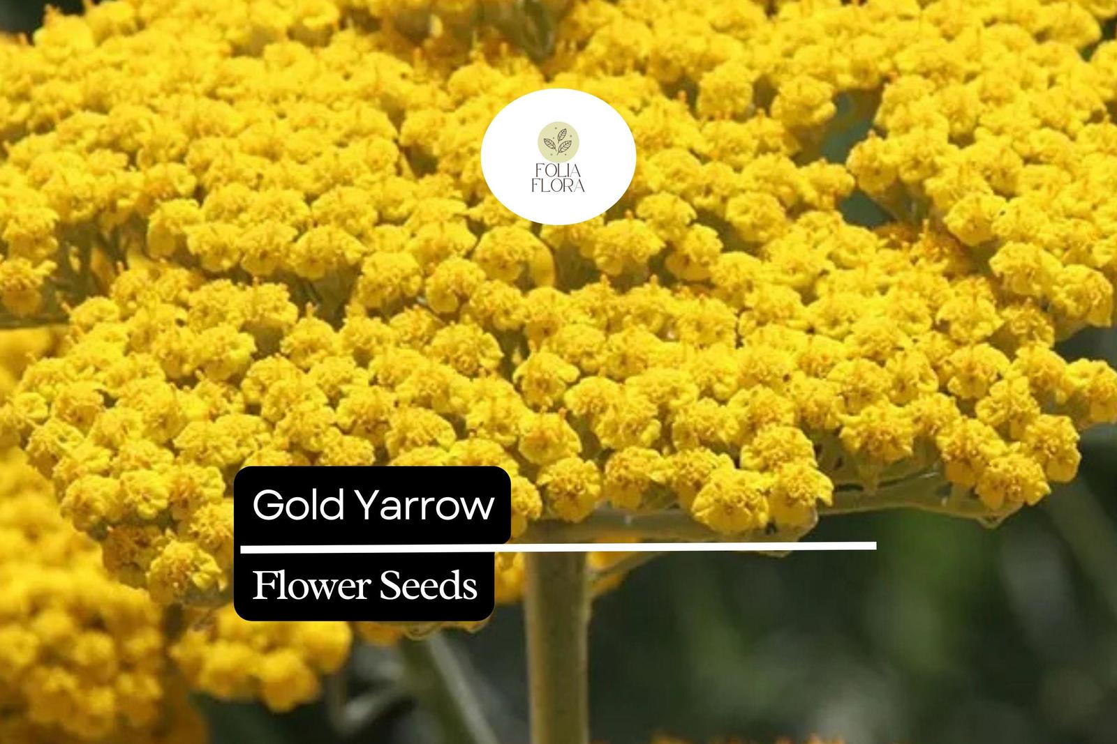 Gold Yarrow (Achillea filipendulina) | 500 - 10,000 Seeds – Drought-Tole... - $5.14