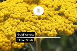 Gold Yarrow (Achillea filipendulina) | 500 - 10,000 Seeds – Drought-Tole... - $5.14