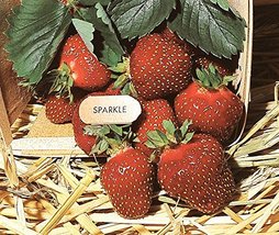Sparkle Junebearing Strawberry Pack of 25 - £25.53 GBP