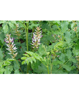 250 Licorice Seeds - Glycyrrhiza glabra - TCM Root Herb Perennial Flower... - £11.76 GBP