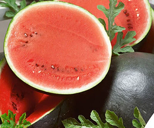 Collectible 25 Sugar Baby Watermelon Seeds Garden Bush Watermelon AVG WT... - $3.80
