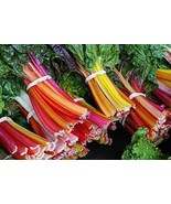 BRN Swiss Chard Seeds For Planting 100 Seeds Colorful Garden Vegetable See R - $347.42 MXN