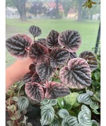 Peperomia Caperata Radiator Plant Emerald Green Ripple 4 Inch Pot Live P... - $14.85