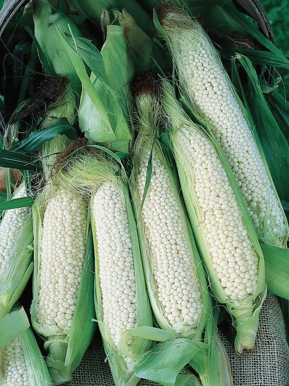 Country Gentleman Sweet Corn Seeds (40) / ORGANIC / SWEET / WHITE CORN - $16.44
