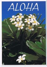 Postcard Aloha Fragrant White Plumeria Hawaii - £2.19 GBP