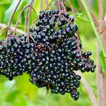 30 American Elderberry Seeds Shrub Bush Hedge Fruit Tree Green Fence Jam... - $168.69 MXN