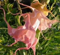 Angels Trumpet Brugmansia Tropical Plant Fancy Triple Flower Pink DALENS AMOUR - £52.74 GBP