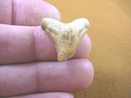 (s343-4a) Extremely Rare 1-3/16&quot; Fossil Tiger Shark Galeocerdo Tooth Mor... - £16.14 GBP