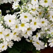 Yuga89 Store Primrose Fairy (Primula Malacoides) White 50 seeds - £4.61 GBP