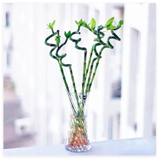 Sweet Spiral Lucky Bamboo. Lucky Bamboo Choose Potted Seed - £7.91 GBP