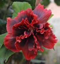 100 Giant Double Hibiscus Flower Seeds for Garden - $14.00