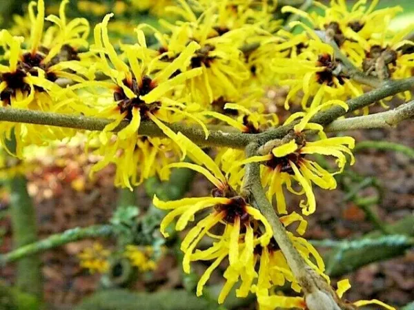 10 Chinese Witch Hazel Seeds Hamamelis Mollis Fresh Seeds - £11.18 GBP