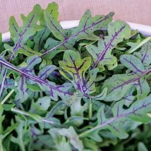 New Red Dragon Arugula Seeds Red Vein Eruca Vesicaria Sativa Fresh Garden USA Se - $10.05