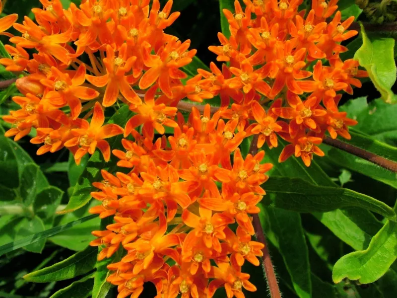 Butterfly Milkweed Native Seeds (100 Seeds) Asclepias tuberosa  - £9.72 GBP