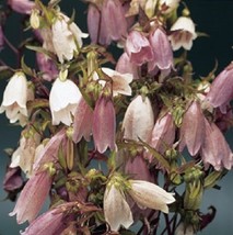 SR12Store 40 Heirloom Campanula Takesimana Canterbury Bells Perennial Flower See - £8.48 GBP