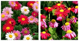1,500 Seeds Chrysanthemum Robinson&#39;s Mix Seeds Home and Gardening - £20.45 GBP