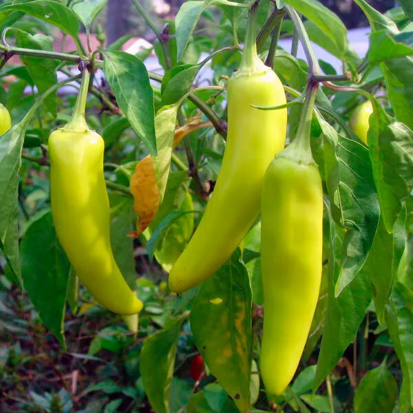 Sweet Banana Pepper Yellow Vegetable Garden Heirloom  50 Seeds  - £7.71 GBP