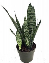 Snake Zeylanica 4Inches Plant Snake Mother In Law Tongue Sanseveria Live Plant - $14.74