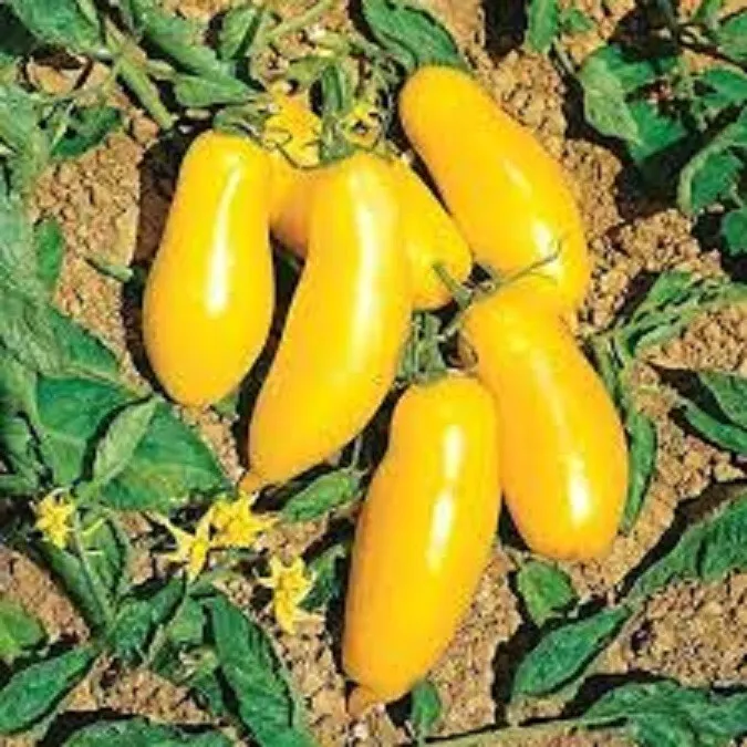 USA SELLER 50 Seeds Roman Candle Tomato Vegetable Garden Edible Canning Fast Shi - £11.77 GBP