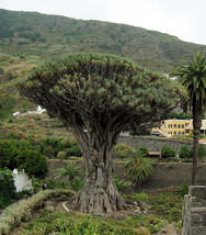 FREE SHIPPING Dracaena draco Canary Islands Dragon Tree 10 Seeds - £16.63 GBP