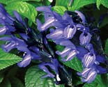 Black And Blue Salvia 50 Seeds Flower Seed Perennial Flowers Hummingbird - £5.17 GBP