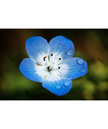 1000-10,000 Baby Blue Eyes Seeds (Nemophila menziesii) - £0.78 GBP+