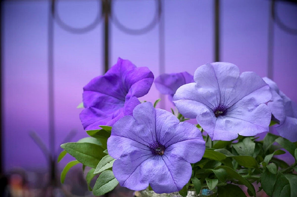 Petunia Seeds 25 Pelleted Seeds Petunia F1 Evening Blue Scentsation - $24.18